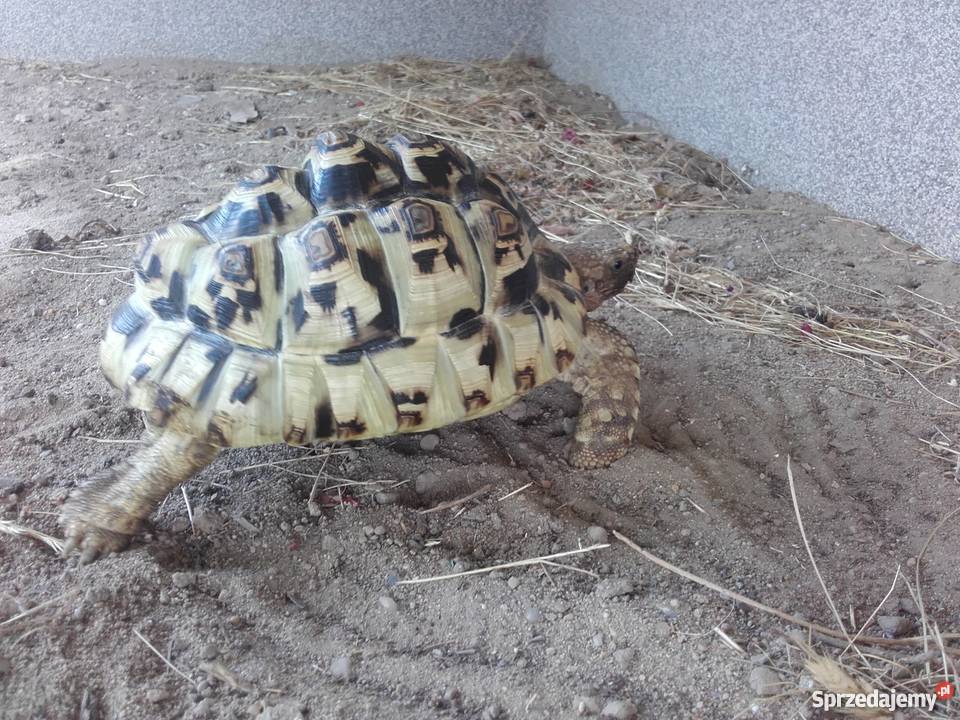 Żółw Lamparci śląskie Żory