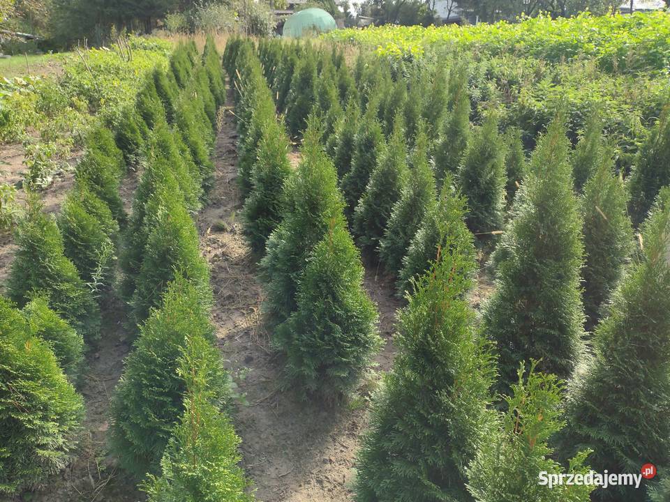 Tuja szmaragd Thuja szmaragd smaragd Kurów