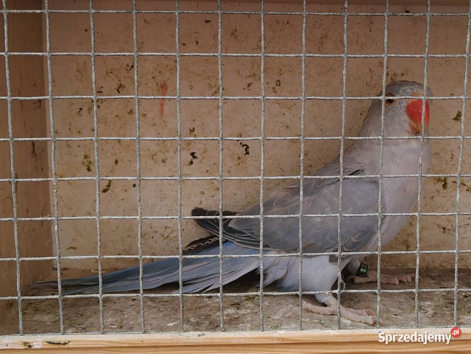 Papugi aleksandretty rudosterki zielonolice Łask