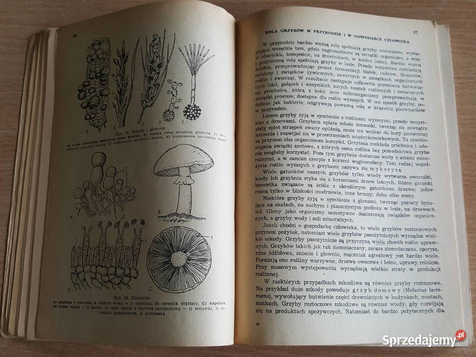 REPETYTORIUM z biologii Hausbrandt skrypt biologia, ekologia