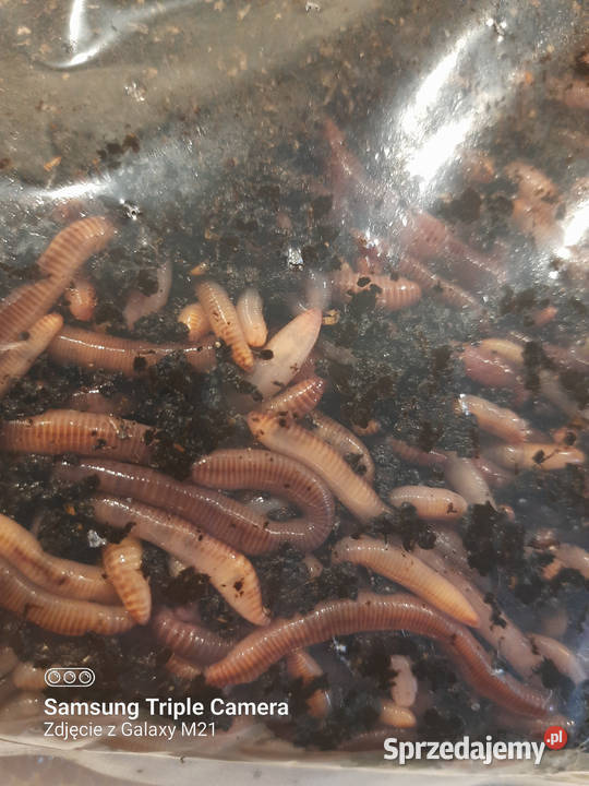 Dżdżownice do kompostu i na ryby Żarłoczne i Białogard