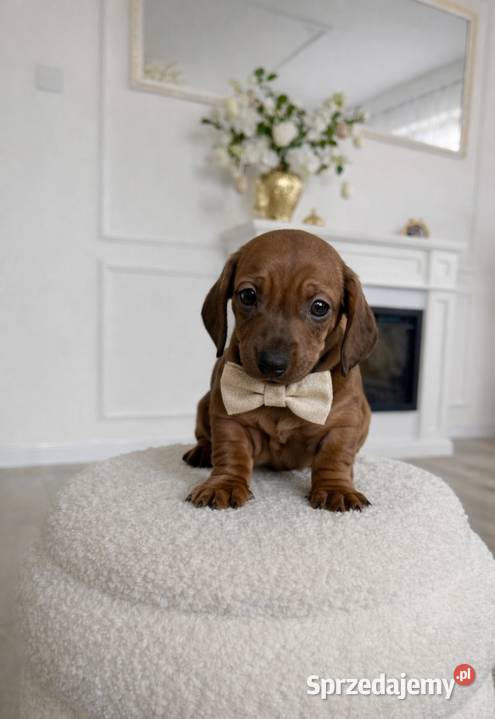 Piękne Jamniczki miniaturki rude Kraków