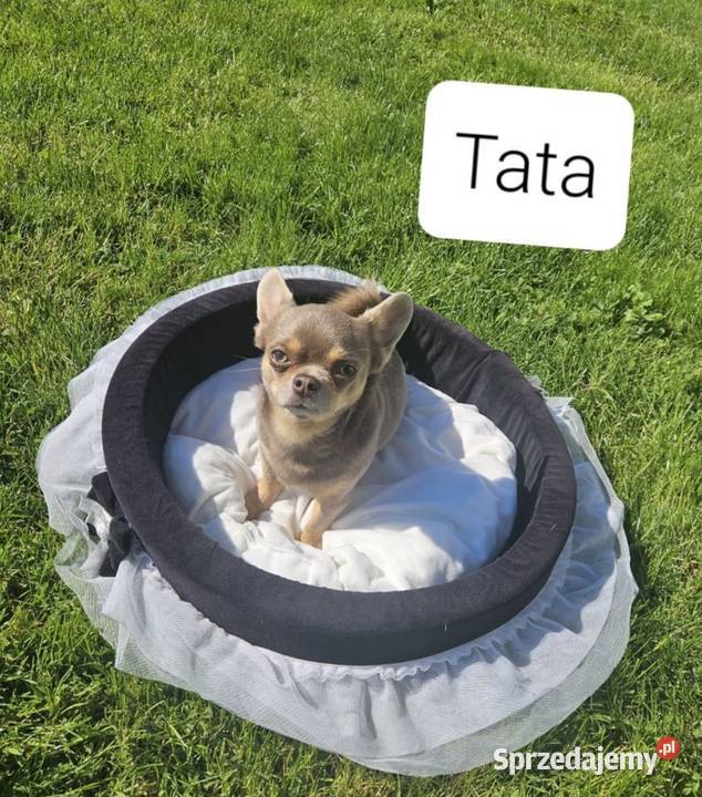 Dziewczynka chihuahua Wrocław sprzedam