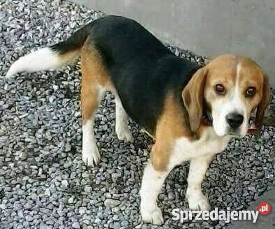 Bigle Kamien Sprzedajemy Pl