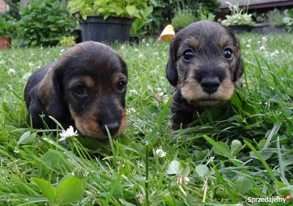 Jamniki szorstkowłose miniaturowe śląskie Tychy