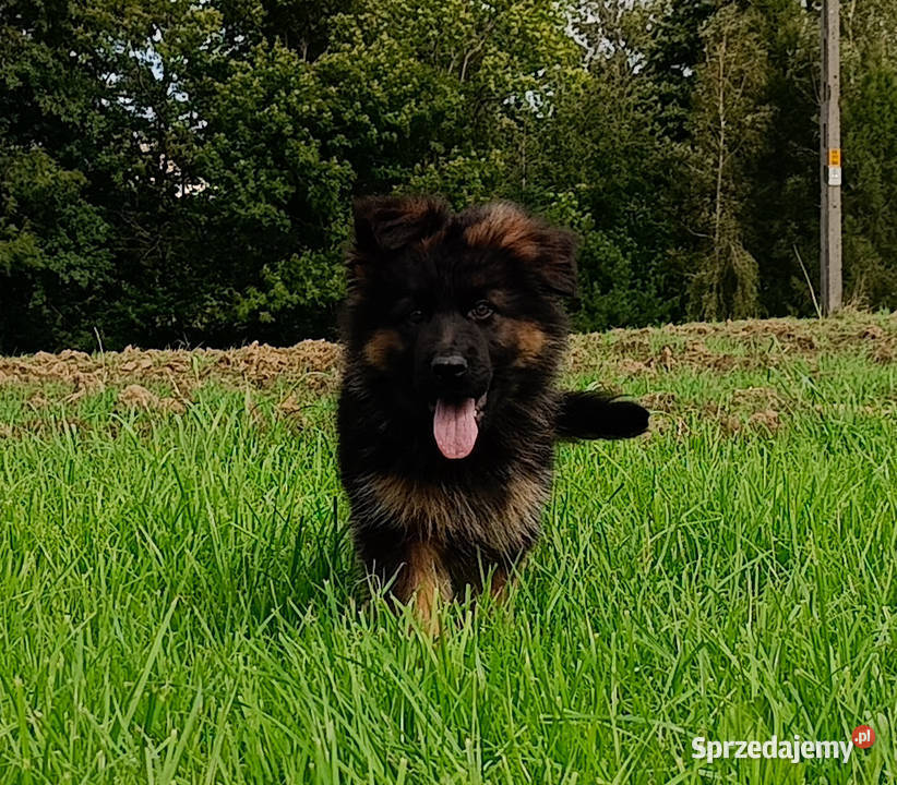 Owczarek niemiecki długowłosy SZCZENIĘTA FCI Kozy
