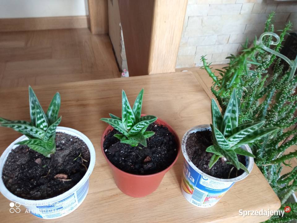 Aloesy kolekcjonerskie Białystok