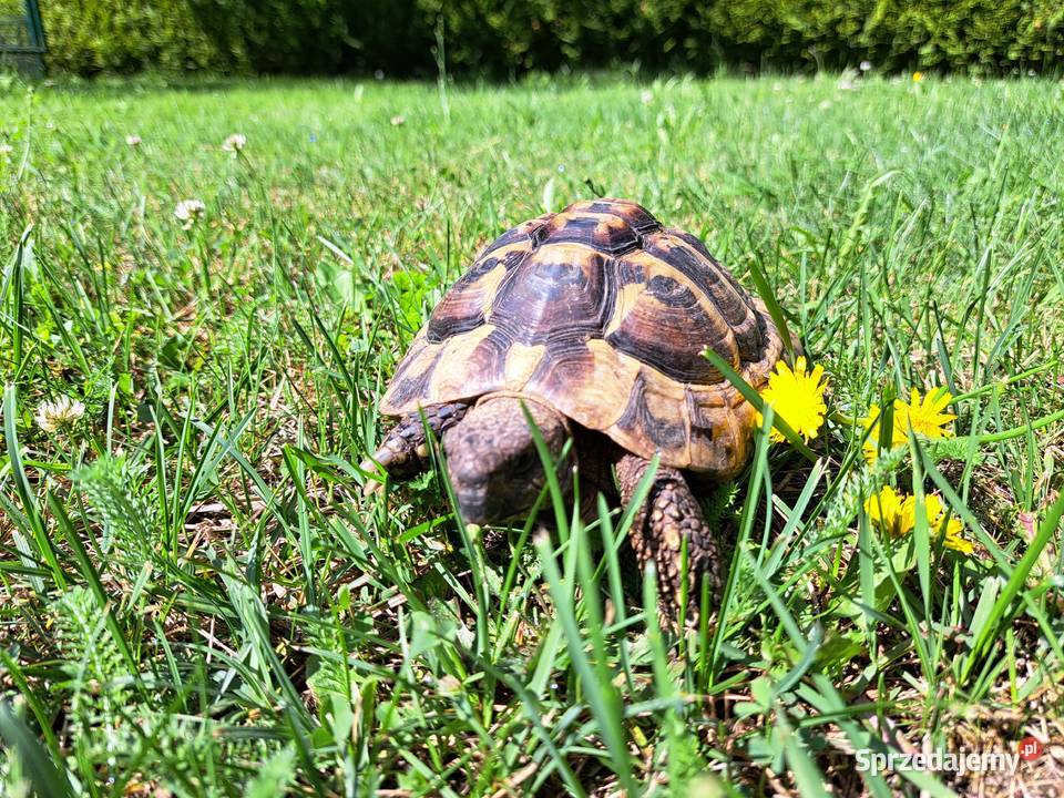 ŻÓŁW LĄDOWY GRECKI testudo hermanni 7- lat rocznik 2019 SPRZEDAM