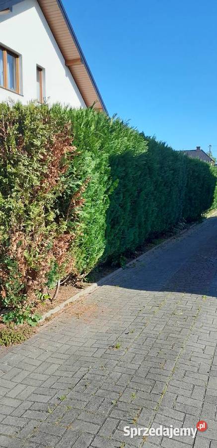 Tuje drzewa krzewy Dom i Ogród