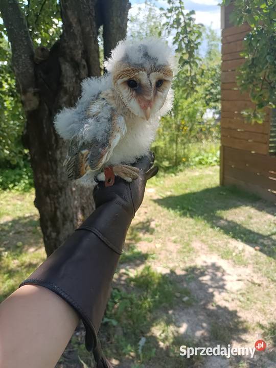 Sowa płomykówka Tyto alba młode ręcznie karmione Jasło