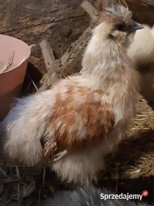 Silka silki koguty Poddębice