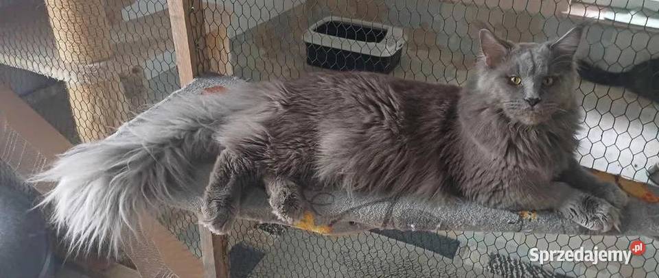 Kocurek Maine coon Kowalewo Pomorskie