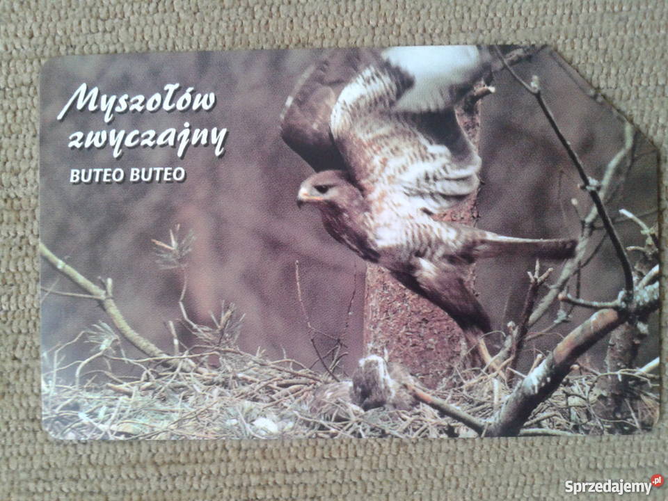 MYSZOŁÓW ZWYCZAJNY PTAK DRAPIEŻNY