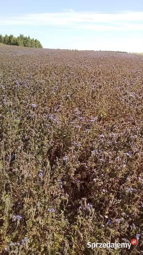 Mieszanka Obszary z roślinami miododajnymi Rośliny na biomasę