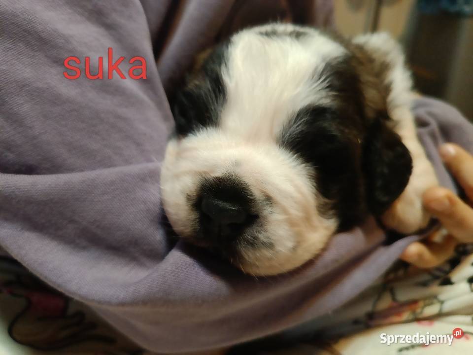 Szczeniaki Bernardyna Bernardyn Przysucha sprzedam