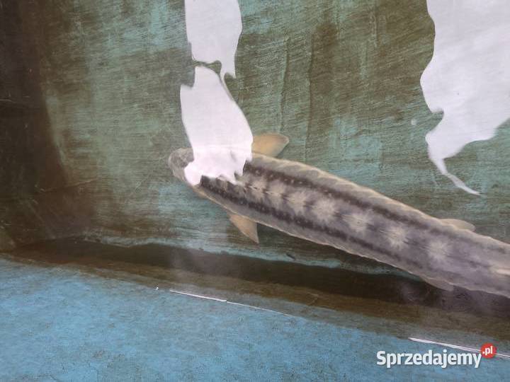 Jesiotr NIEBIESKI XXL - ok 100 cm Celebryta bardzo widoczny - na miejscu