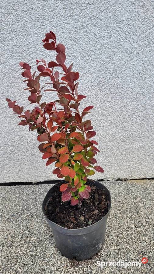 Berberys Thunberga Erecta Pogorzela