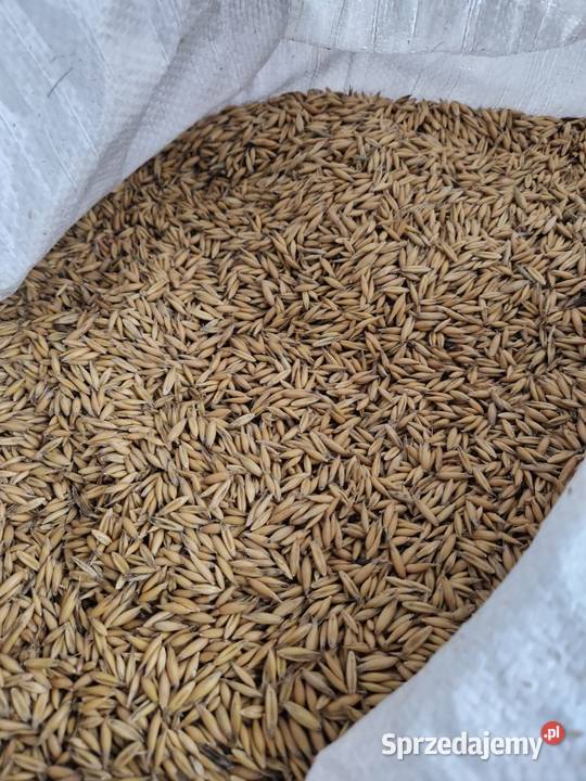 Owies pierwszy centrali Arab Żeliszów