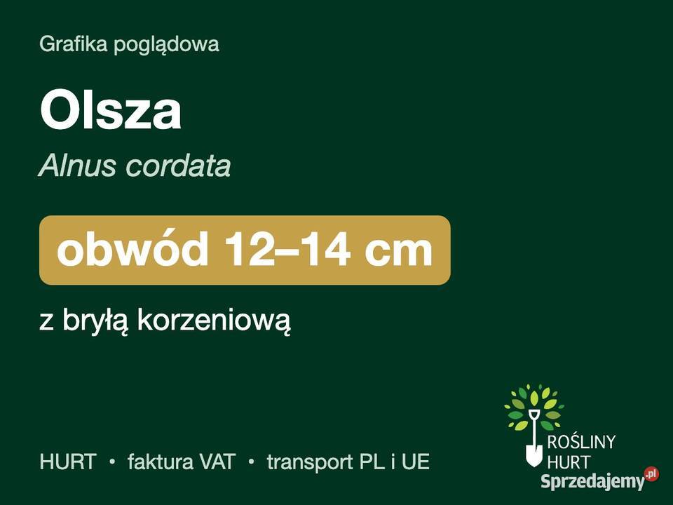 Olsza Alnus cordata obwód 1214 z bryłą HURT sprzedam