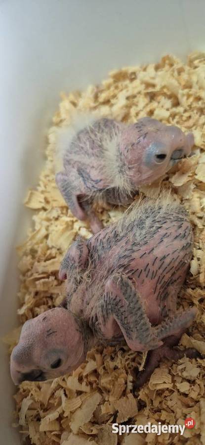 Pisklaki ary marakany do rk wielkopolskie Grodzisk Wielkopolski