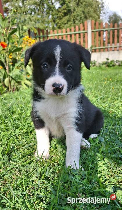 Suczka border collie do odbioru Jabłonka