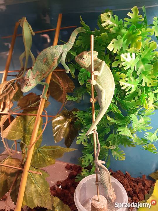 Młode Kameleony jemeńskie Łódź