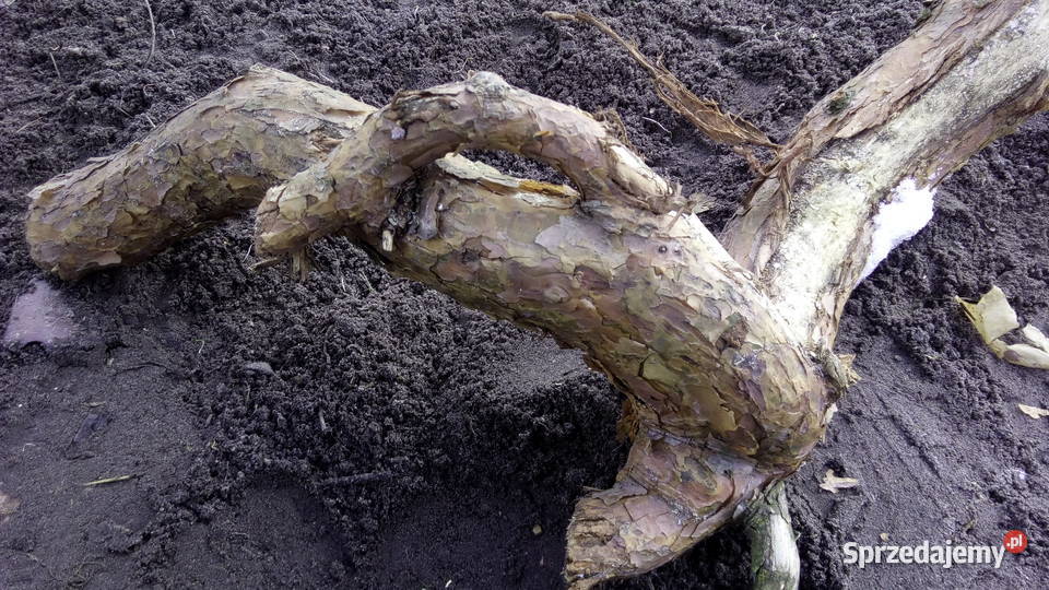 sztuka natury ciekawe kawałki drewna zrosty Pozostałe Gózd