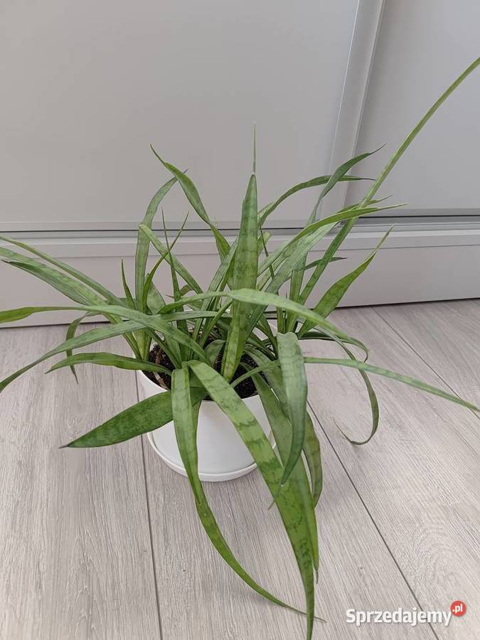 Sanseveria Pozostałe podkarpackie Wacławice