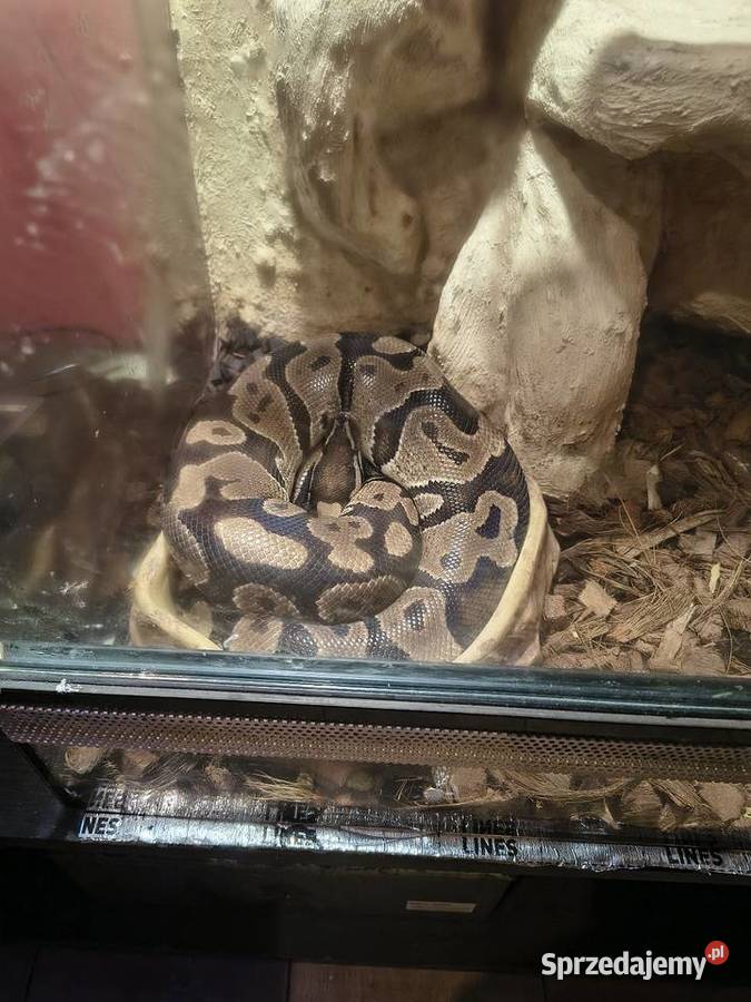 Pyton Królewski z Terrarium