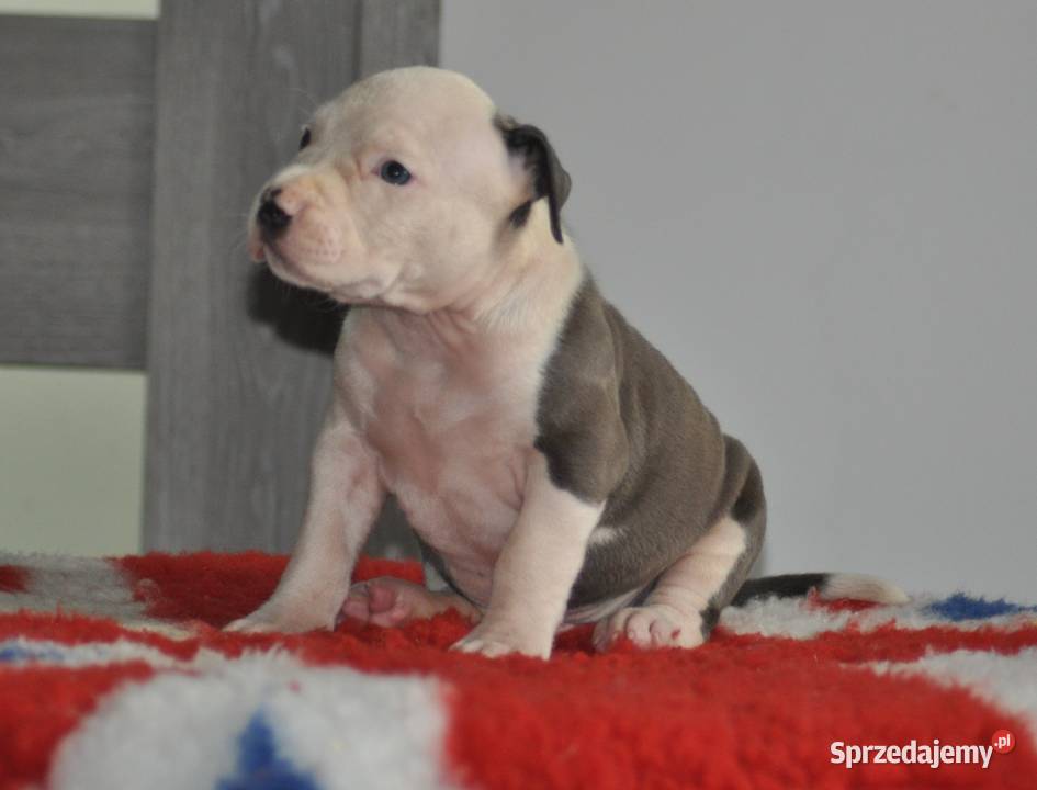 Amstaff zkwp fci BLUE piesek Koziegłowy