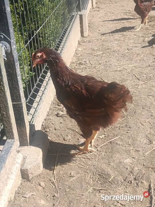Sprzedam koguty karmazyn Bochnia