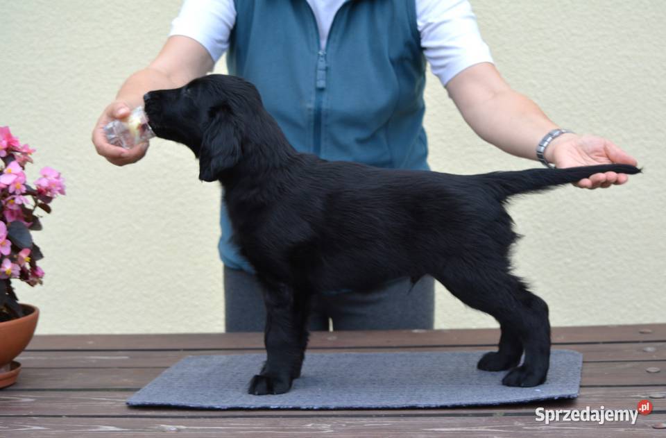 flat coated retriever szczenięta Kowalki