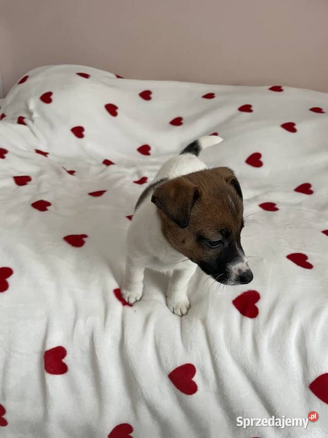 Jack Russell Terrier szczeniaczki Częstochowa