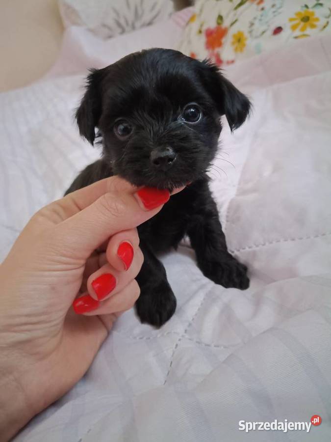York Terrier Mini Wilków sprzedam