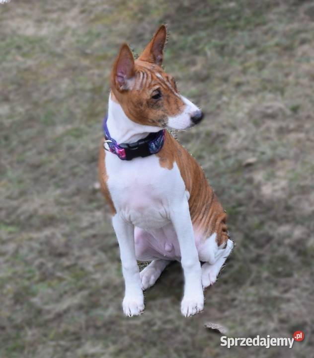Basenji szczeniaki championach Dostępne stycznia Olsztyn