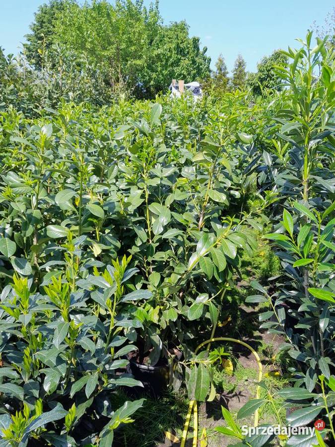 Laurowiśnia 1do 2m Rotundifolia caucasica Zacharzyce sprzedam