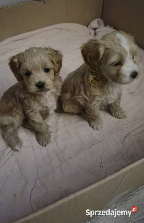 Suczka Maltipoo gotowa na walentynki Psy Inowrocław