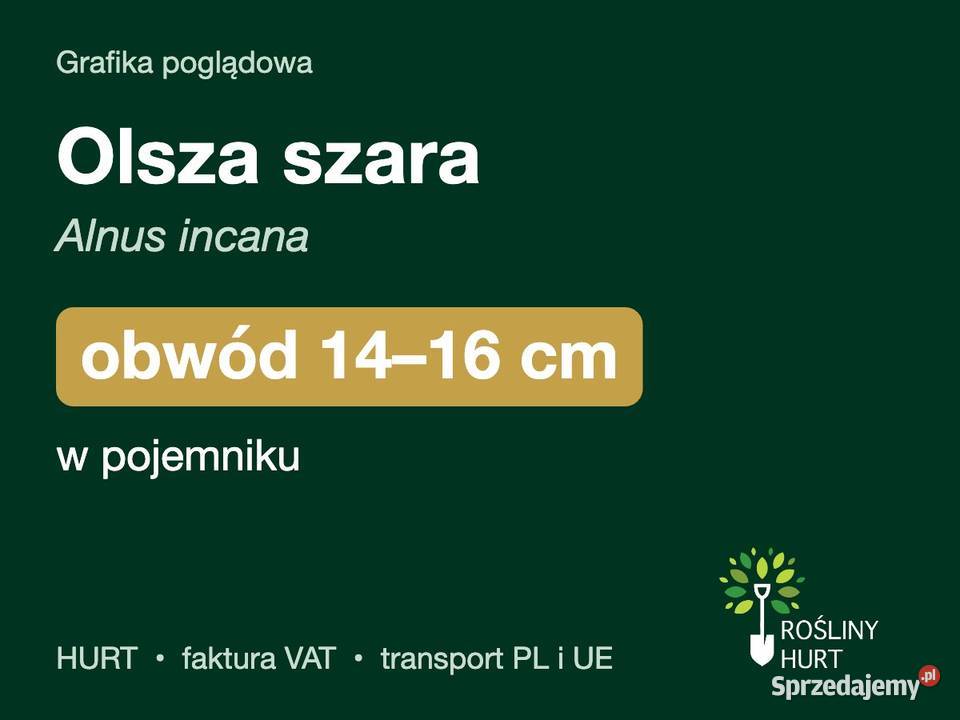 Olsza szara Alnus incana obwód 1416 w pojemniku