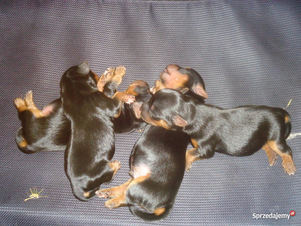 pewne czystej rasy yorka Kamień sprzedam