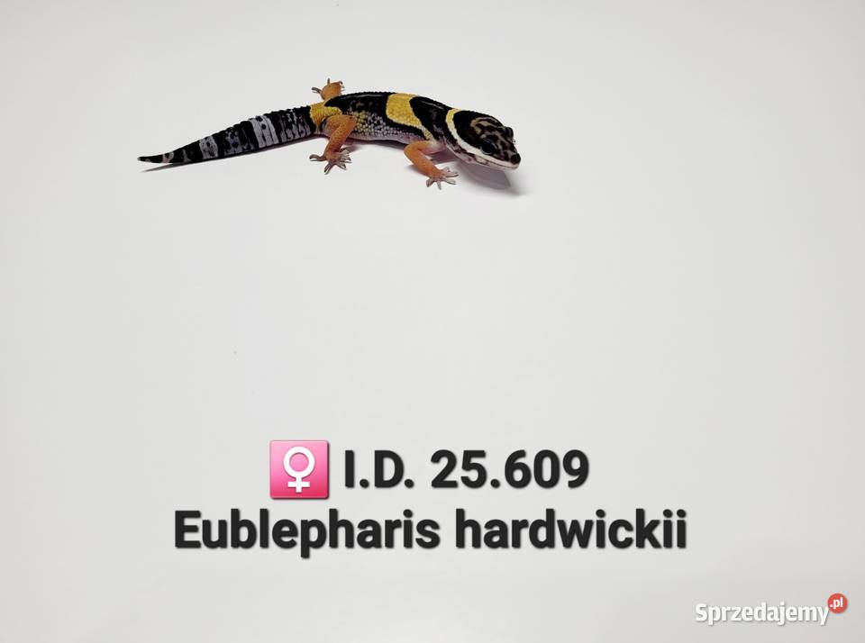 Eublepharis hardwickii gekon Zawiercie