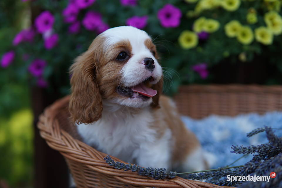 Szczenięta Cavalier King Charles Spaniel Rzeszów