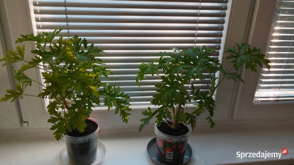 Geranium Anginka Pozostałe sprzedam