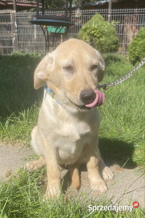 Labrador szczeniak Bielsko-Biała