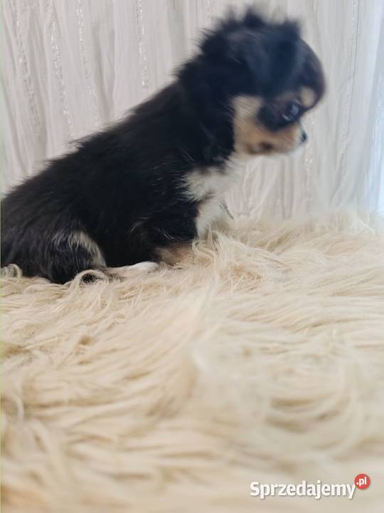 Chihuahua podpalany Warszawa sprzedam