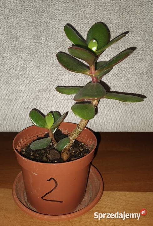 Grubosz crassula roślina rosnąca 2 sprzedam
