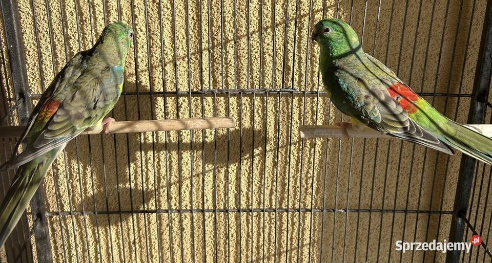 Sprzedam Świergotki 2025