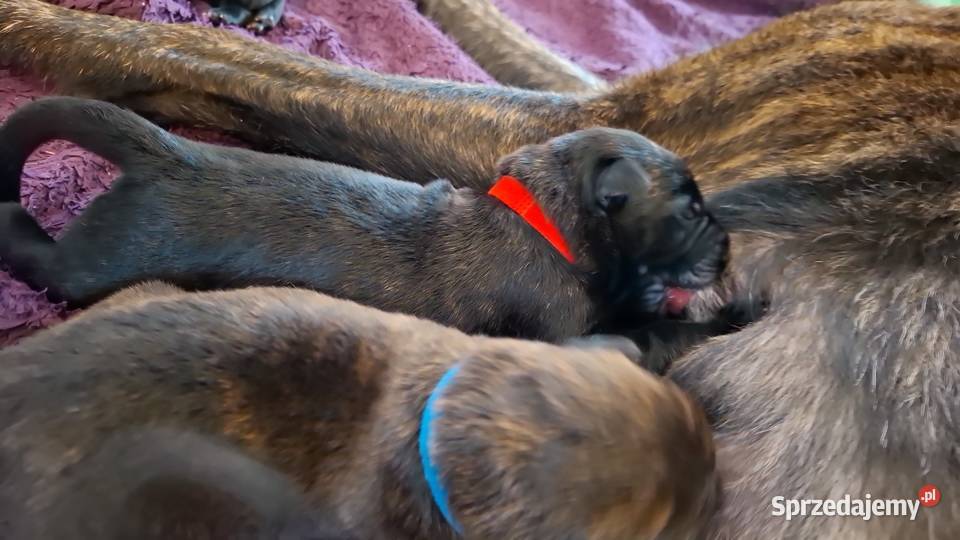 Owczarek Holenderski FCI szczeniaki Owczarek Psy Rumia