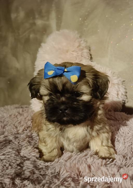 Piękny chłopiec Shih Tzu w typie europejskim Legnica