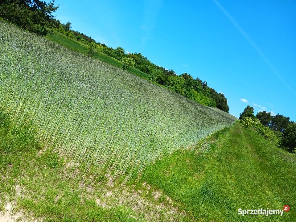 Sprzedam żyto 2026 Mierzęcice