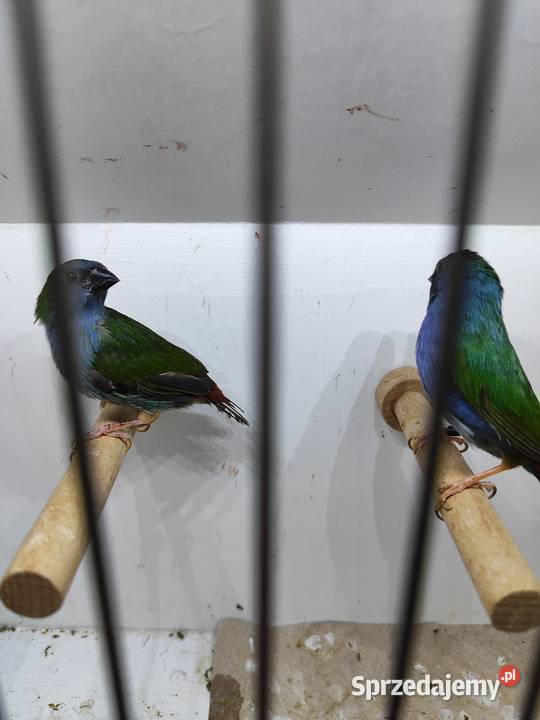 Papuzik błękitny Forbesa paraAstryld Astryldy Ptaki małopolskie Myślenice